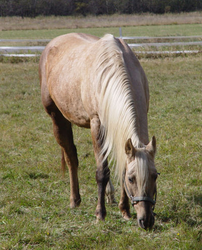 Daisy grazing in pasture